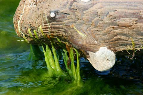 grüne Fadenalgen hängen an einer Wurzel in den Teich