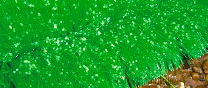 5x 876025 Ablaichbürste Bürste Laich Koi grün 5 Stück 15x150cm 9,90 €/St. 