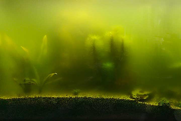 ein stark veralgtes aquarium grünes wasser